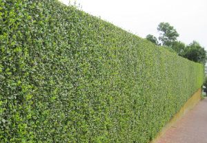 hedge-cutting-maintenance-shepherds-bush