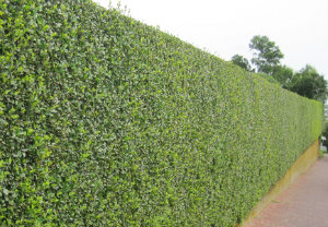 hedge-cutting-maintenance-shepherds-bush